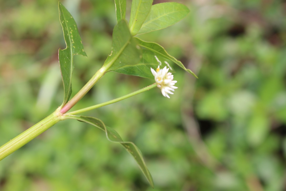 Alternanthera philoxeroides (Mart.) Griseb.